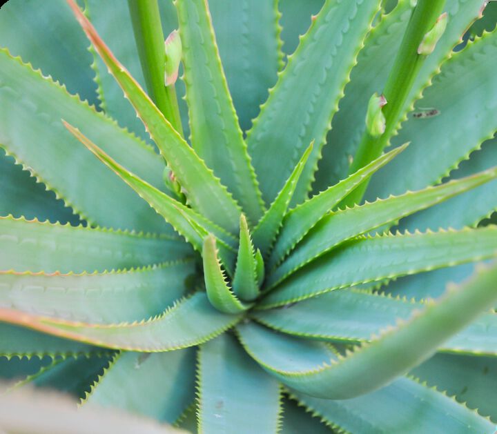 The Benefits of Using Aloe Vera in Sunscreens for Kids: Soothing Sun Protection